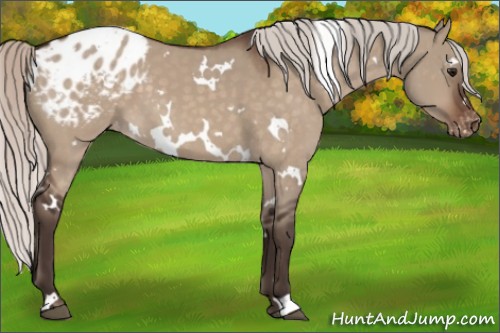Horse Color:White Spotted Silver Brown Dun Appaloosa 