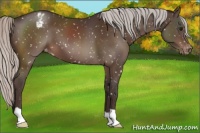 Horse Color:Silver Brown Appaloosa