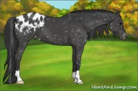 Horse Color:Black Appaloosa