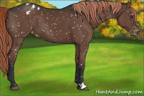 Horse Color:Liver Chestnut Snowflake Varnish 