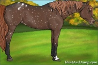 Horse Color:Liver Chestnut Snowflake Varnish 