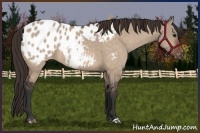 Horse Color:Brown Dun Appaloosa 