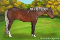 Horse Color:Silver Brown Sabino 