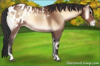 Horse Color:Bay Onyx Sabino Appaloosa 