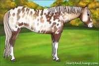Horse Color:Silver Brown Onyx Appaloosa 