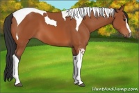 Horse Color:Bay Sabino Tobiano 