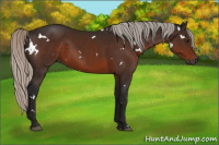 Horse Color:Gray White Spotted Silver Bay 