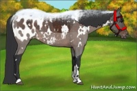 Horse Color:White Spotted Brown Appaloosa 