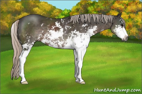 Horse Color:Gray Silver Black Sabino 