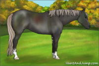 Horse Color:Gray Silver Black Sabino 