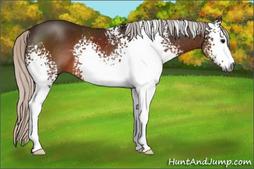 Horse Color:Gray White Spotted Silver Brown Sabino Rabicano 