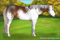 Horse Color:Gray White Spotted Silver Brown Sabino Rabicano 