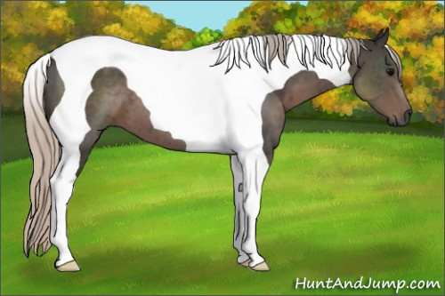 Horse Color:Gray Silver Black Tobiano 