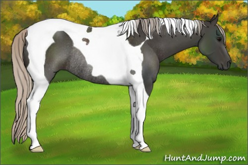 Horse Color:Gray Silver Black Tobiano Rabicano 