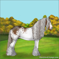 Horse Color:Gray White Spotted Silver Brown 