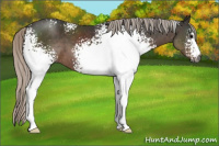 Horse Color:Gray White Spotted Silver Black