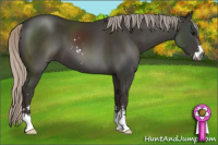 Horse Color:Gray Silver Black Sabino 