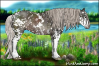 Horse Color:Gray Silver Black Sabino 