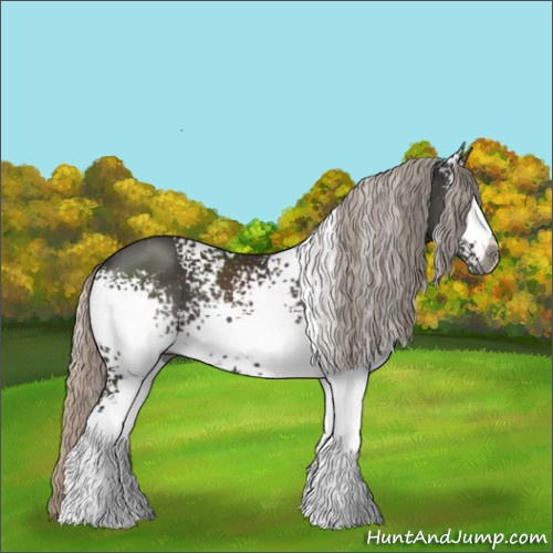 Horse Color:Gray White Spotted Silver Black