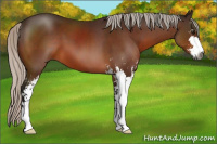 Horse Color:Gray Silver Brown Sabino 