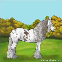 Horse Color:Gray Silver Black Sabino 