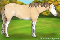 Horse Color:Amber Cream Champagne Splash Appaloosa 