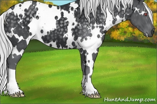 Horse Color:White Spotted Silver Black Chinchilla