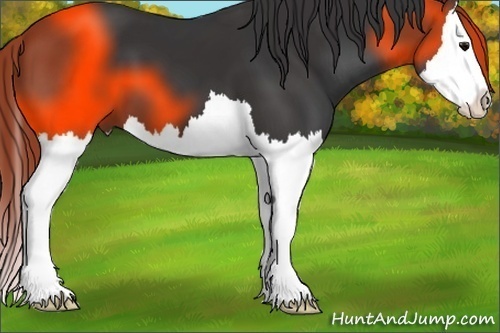 Horse Color:Black Splash
