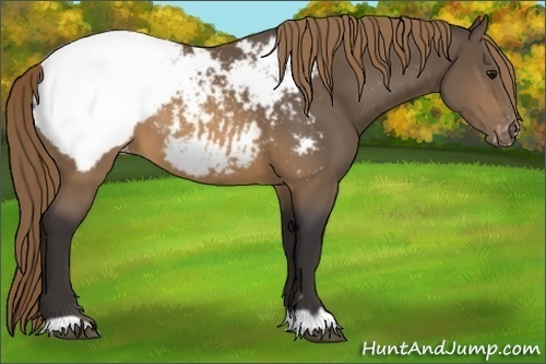 Horse Color:Buckskin Mushroom Appaloosa 