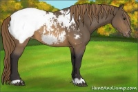 Horse Color:Buckskin Mushroom Appaloosa