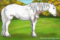Horse Color:Silver Black Sabino 