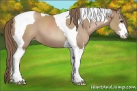 Horse Color:Black Pearl Sabino Tobiano 