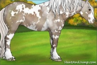 Horse Color:White Spotted Silver Grullo Sabino 