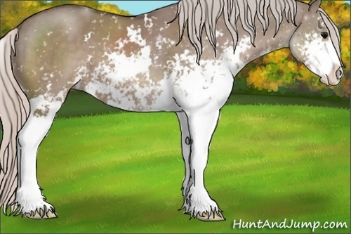 Horse Color:Silver Grullo Sabino