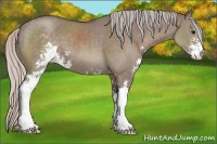 Horse Color:Silver Grullo Sabino 