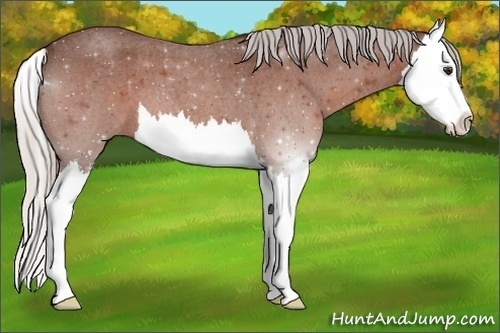 Horse Color:Silver Brown Roan Sabino Splash