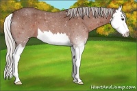 Horse Color:Silver Brown Roan Sabino Splash 