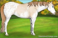 Horse Color:Bay Pearl Dun Sabino Splash Appaloosa 