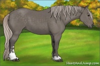 Horse Color:Silver Black Sabino 