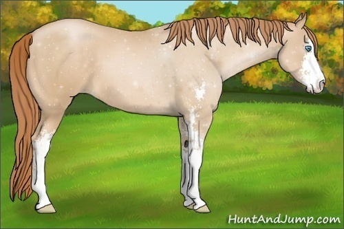 Horse Color:Buckskin Pearl Sabino 