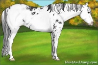 Horse Color:Black Sabino