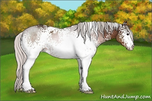 Horse Color:White Spotted Silver Brown 