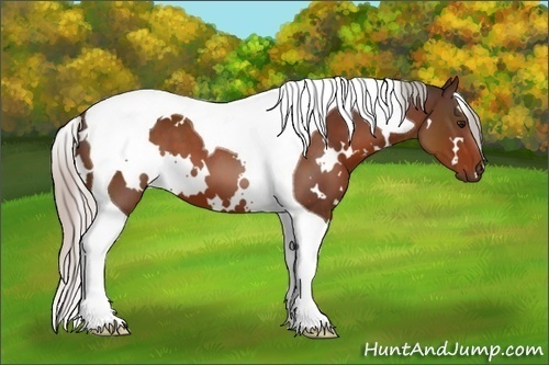 Horse Color:White Spotted Silver Bay Tobiano 