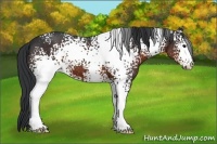 Horse Color:White Spotted Brown 
