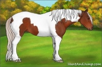 Horse Color:Silver Brown Tobiano 