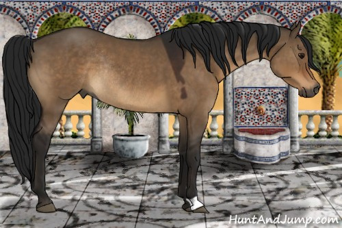 Horse Color:Gray Brown Dun Rabicano 