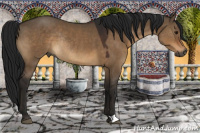 Horse Color:Gray Brown Dun Rabicano 