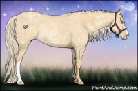 Horse Color:Gold Cream Champagne Ice Dun Rabicano 
