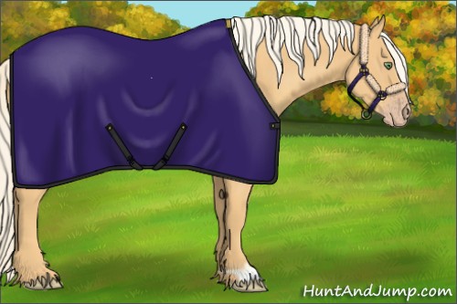 Horse Color:Gold Cream Champagne