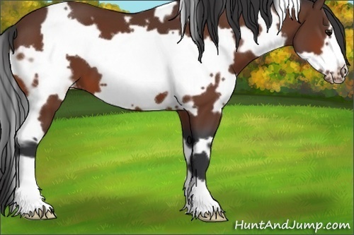 Horse Color:White Spotted Bay Frame Appaloosa